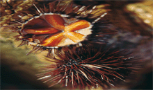 LA GAROINADA